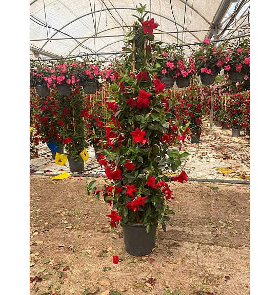 Dipladenia Variety Mix Tropical Coast Ø33