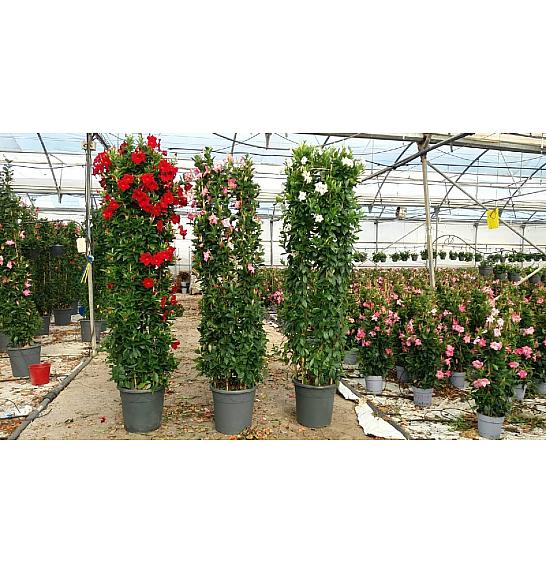 Dipladenia Variety Mix Tropical Coast Ø45