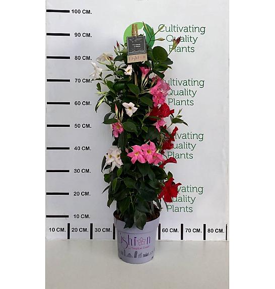 Dipladenia Mandeville Fushion Tricolor Bloom Selection Ø20