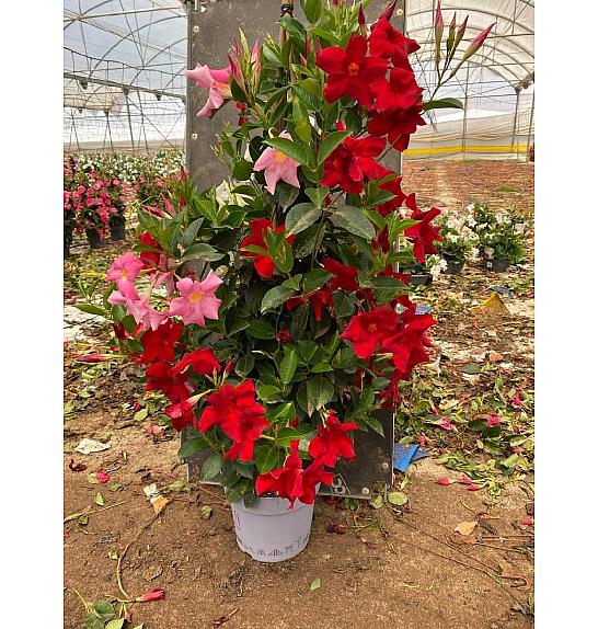 Dipladenia Mandeville Fushion Tricolor Bloom Selection Ø24