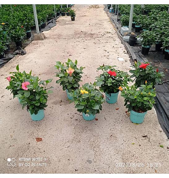 Hibiscus Longlife Pacific Vibes Ø18