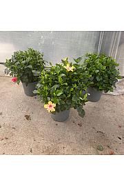 Hibiscus Longlife Yupla Ø33