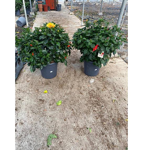 Hibiscus Longlife Yupla Ø45