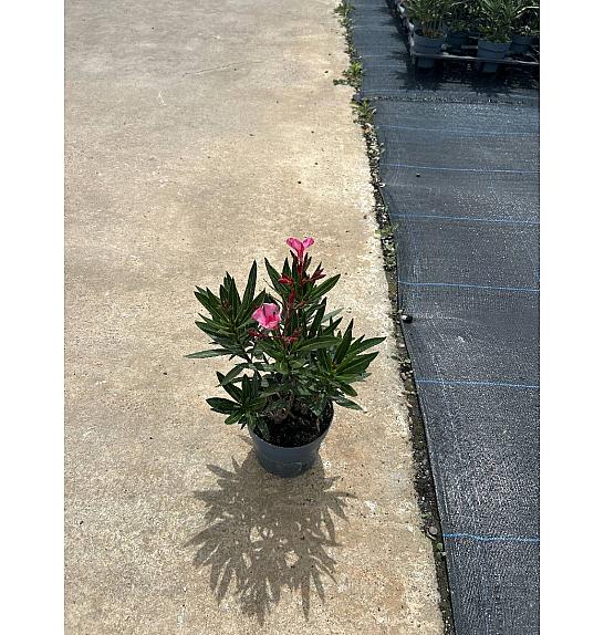 Nerium Oleander Ø14