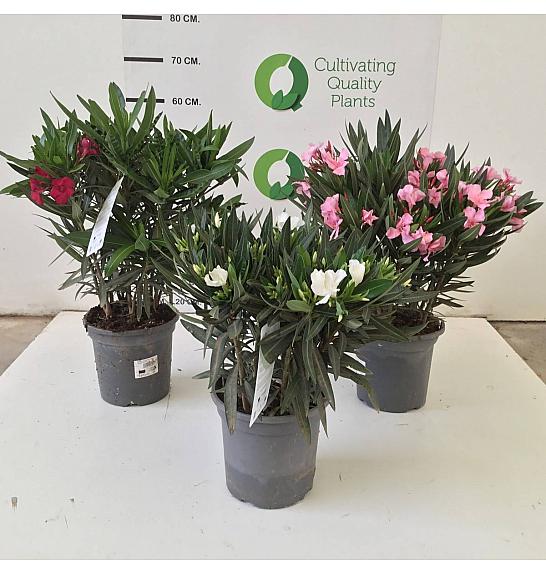 Nerium Oleander Ø20