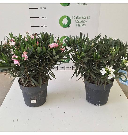 Nerium Oleander Ø30