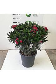 Nerium Oleander Ø45
