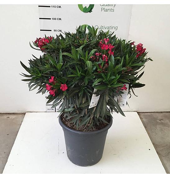 Nerium Oleander Ø45