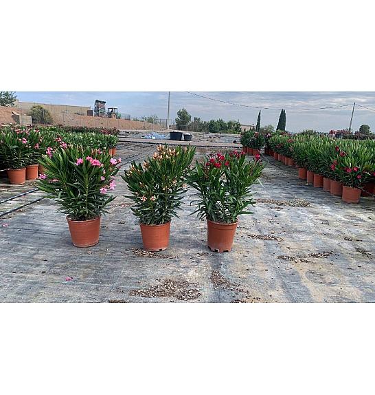 Nerium Oleander Ø20