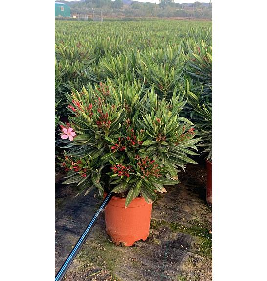 Nerium Oleander Ø22