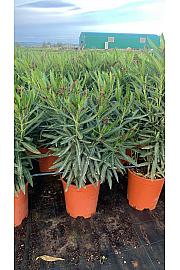 Nerium Oleander Ø25