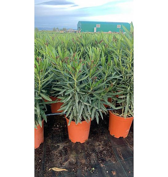 Nerium Oleander Ø25