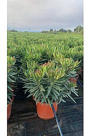 Nerium Oleander Ø30