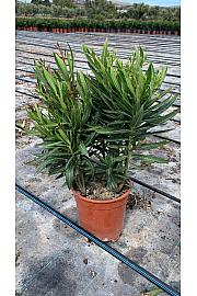 Nerium Oleander Tricolor Ø20