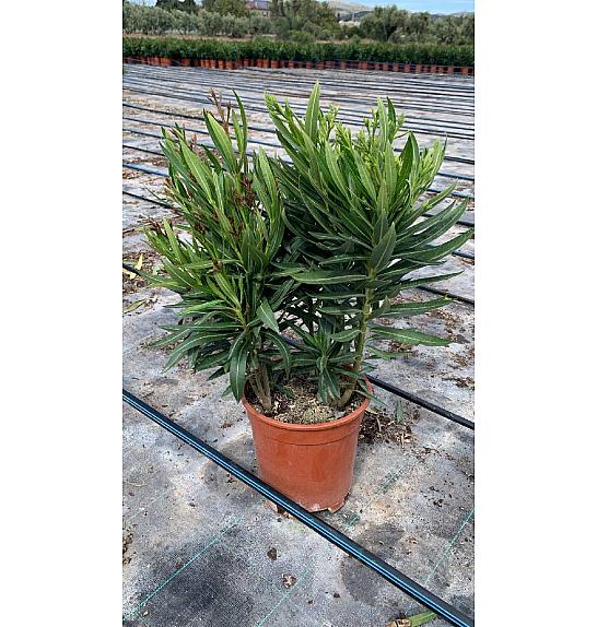 Nerium Oleander Tricolor Ø20