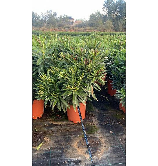 Nerium Oleander Tricolor Ø25