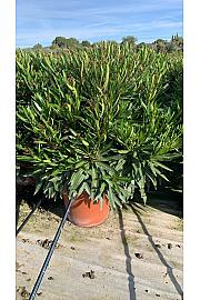 Nerium Oleander Tricolor Ø40