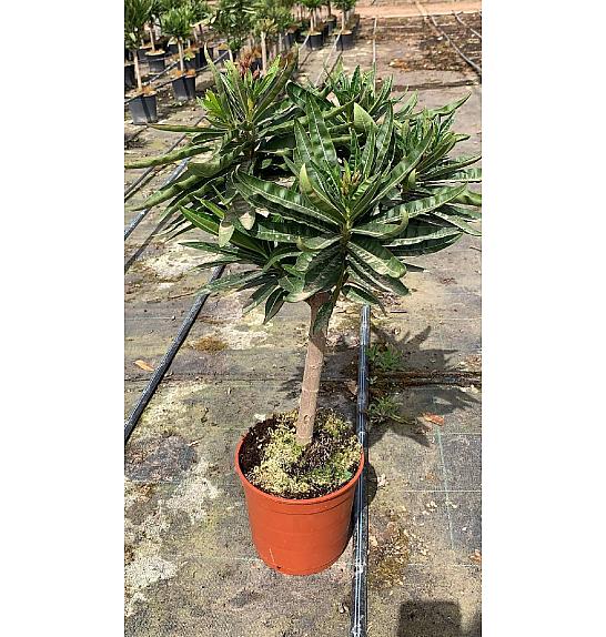 Nerium Oleander Ø17