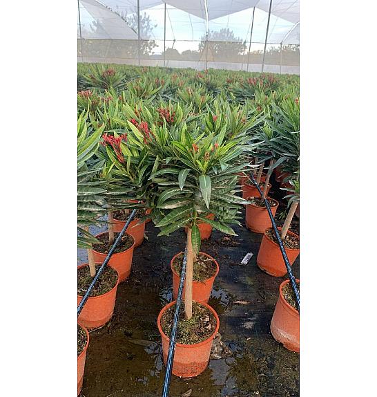 Nerium Oleander Ø20