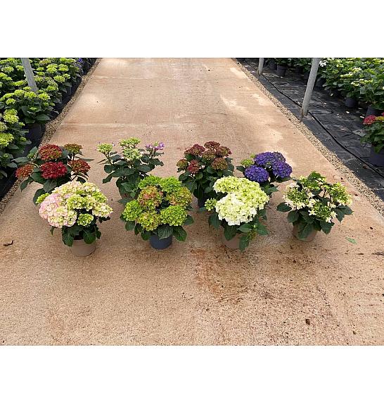 Hortensia Ø20