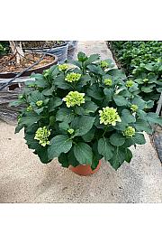 Hortensia Ø35
