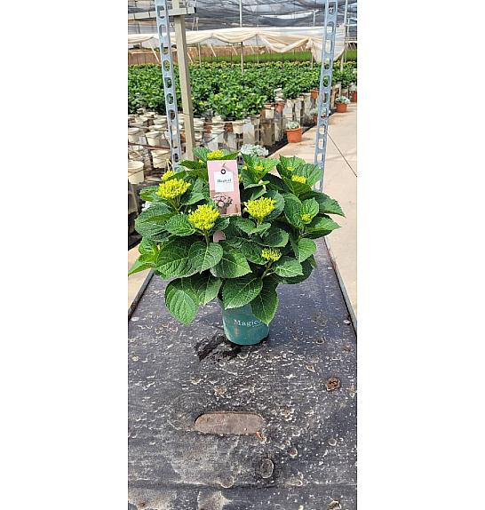 Hortensia Magical Ø14