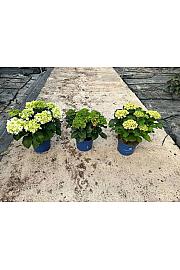 Hortensia Surfing Safari Ø23