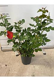 Rose Traditional Ø18