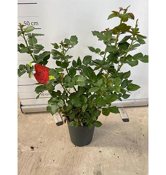 Rose Traditional Ø18