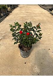 Rose Meilland Zepetti Ø17