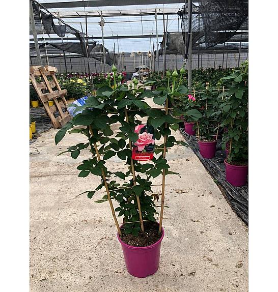 Rose Scented Maribella Ø20