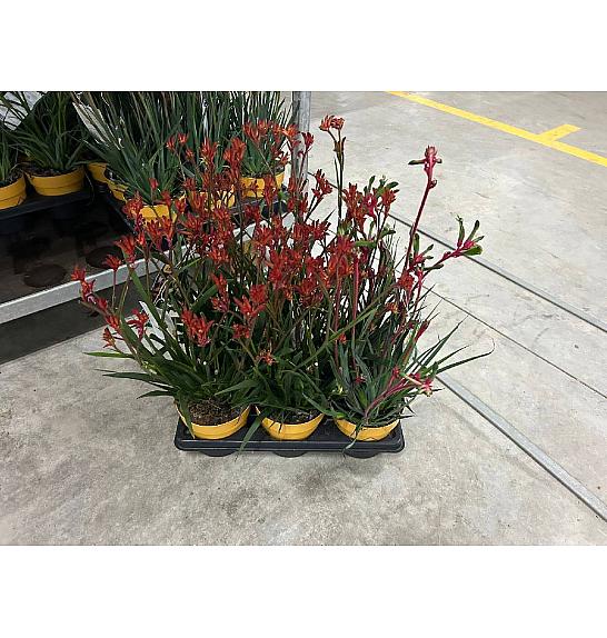 Anigozanthus Hibrido Downunder Dreams Ø14