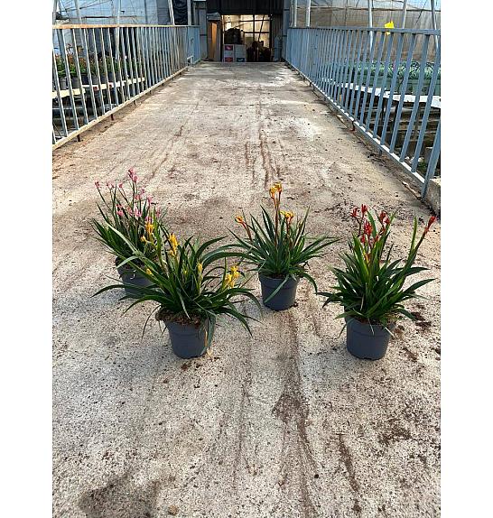 Anigozanthus Hibrido Downunder Dreams Ø17