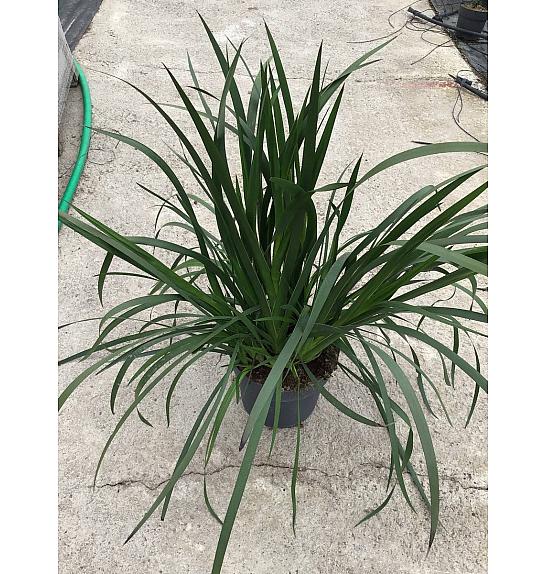 Anigozanthus Hibrido Downunder Dreams Ø30