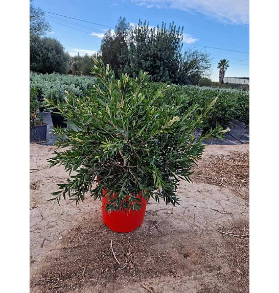 Callistemon Captain Cook Ø30