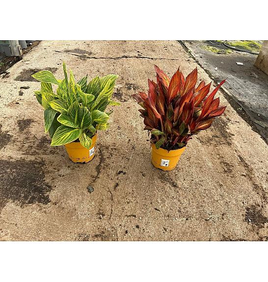 Canna Tropicanna Downunder Dreams Ø18