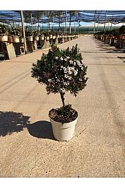 Chamelaucium (Wax Flower) Ø14