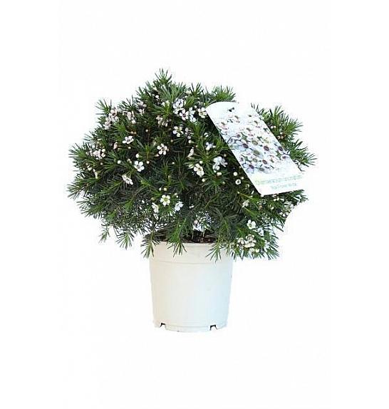 Chamelaucium (Wax Flower) Ø17