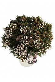 Chamelaucium (Wax Flower) Ø20