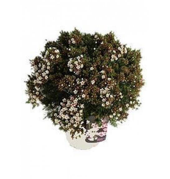 Chamelaucium (Wax Flower) Ø20