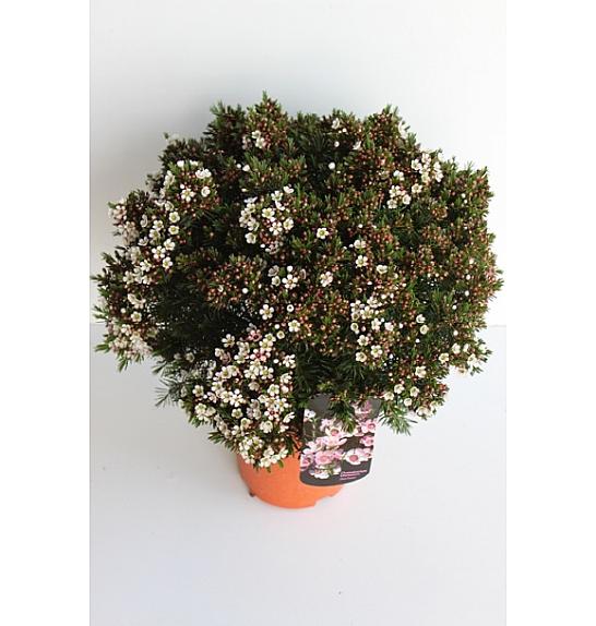 Chamelaucium (Wax Flower) Ø30