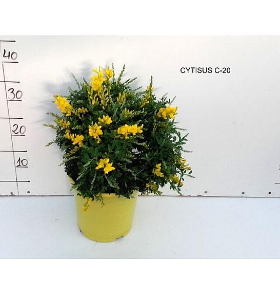 Cytisus Ø20
