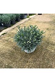 Dianthus Carnelia Ø20