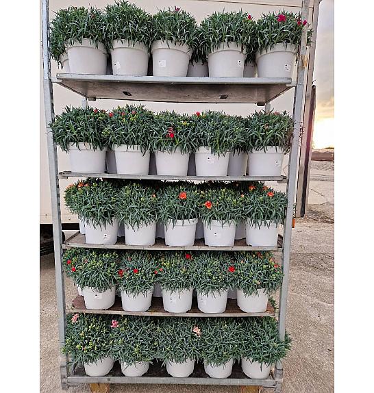 Dianthus Carnelia Ø23