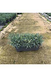 Dianthus Carnelia Ø40