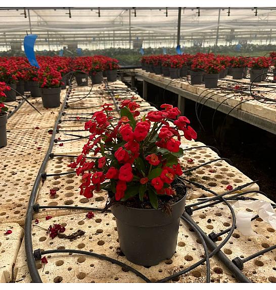 Euphorbia Milii Ø17