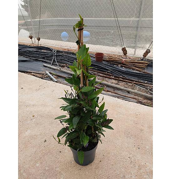 Hardenbergia Blis Ø17