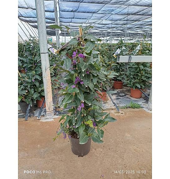 Hardenbergia Violacea Ø17