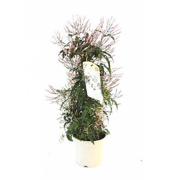 Jasminum Polyanthum Ø14