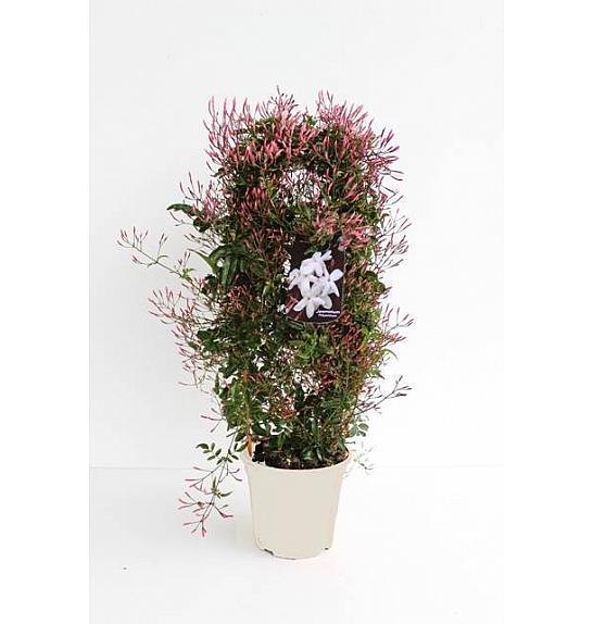 Jasminum Polyanthum Ø17